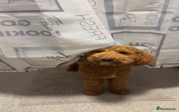 Cavapoo dogs for stud: Red cavapoo - Image 6