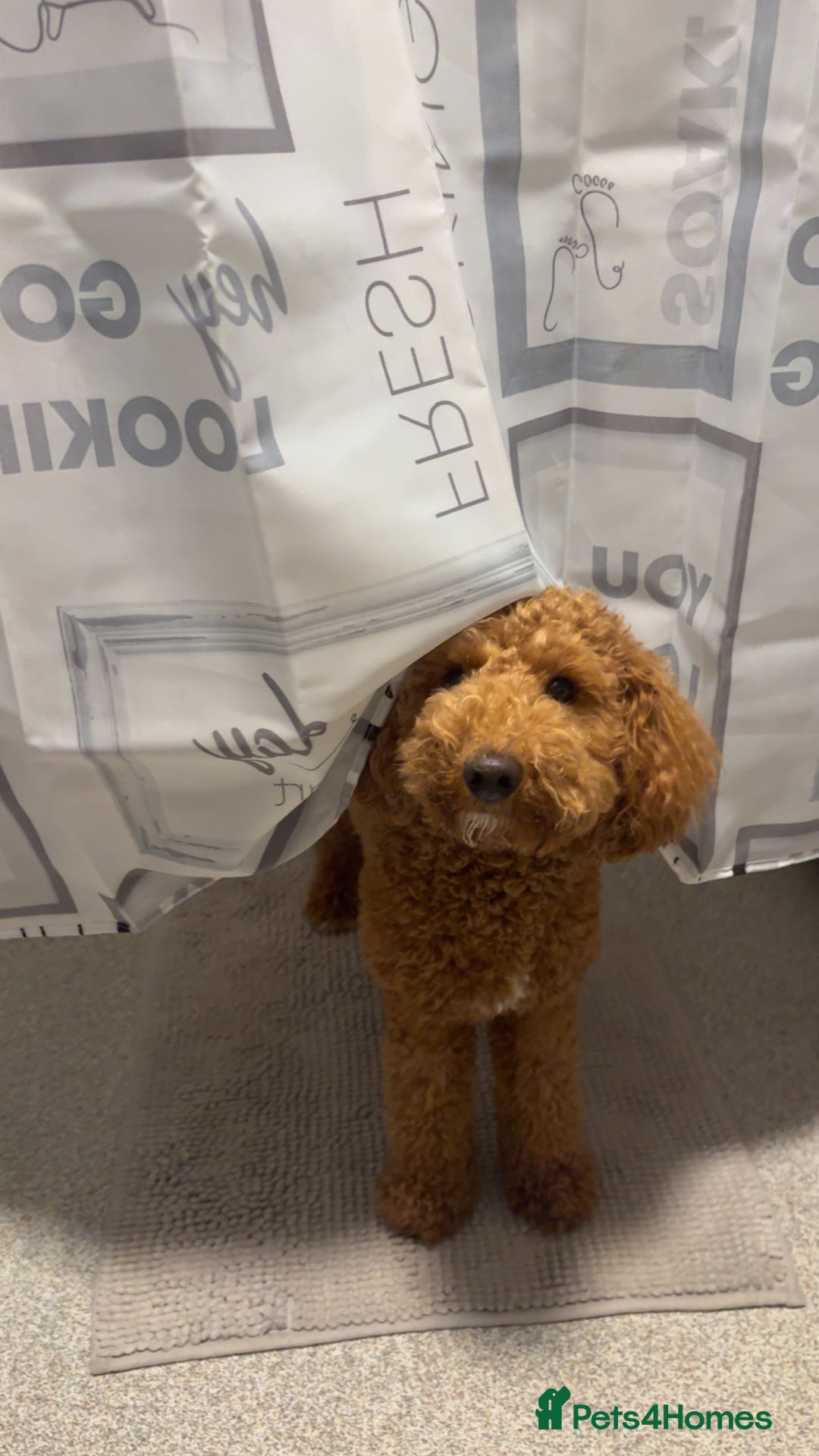 Cavapoo dogs for stud: Red cavapoo - Image 6