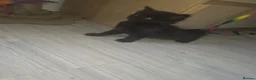 Mixed Breed cats for sale: Kittens for sale in Croydon - Advert 3