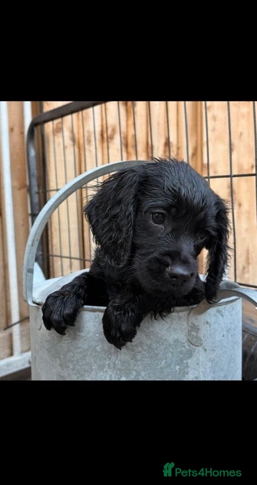 Sprocker dogs Beautiful Sprocker Pups..  - Advert 1