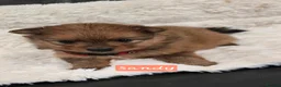 Pomeranian dogs for sale: Pretty cute Pomeranians  - Advert 2