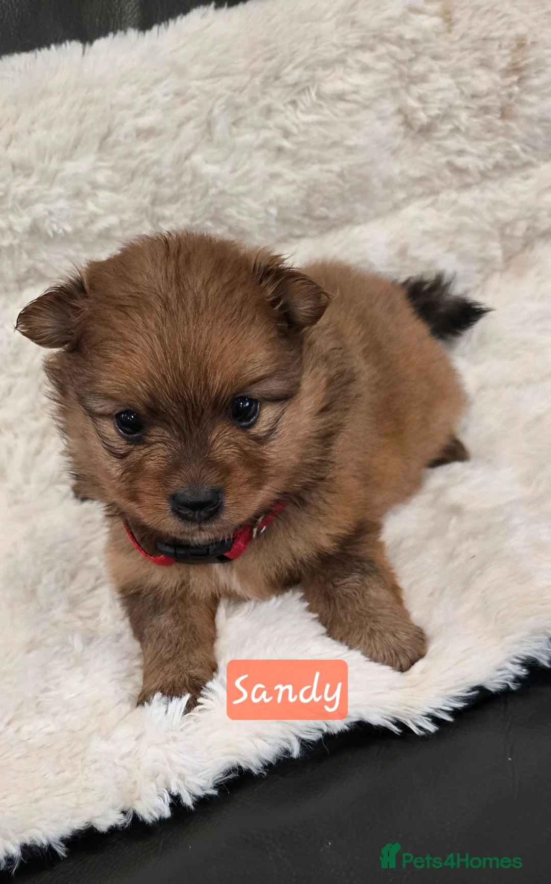 Pomeranian dogs for sale: Pretty cute Pomeranians  - Advert 2