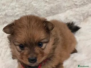 Pomeranian dogs Pretty cute Pomeranians - Advert 12