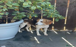 Beagle dogs for adoption: Sweet Mayli is ready for her forever home - Image 10