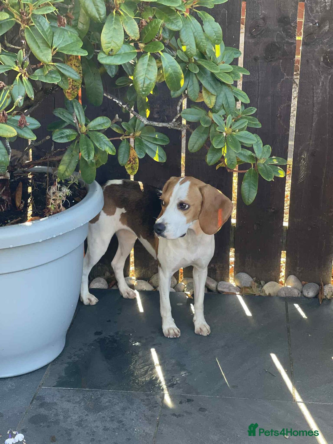 Beagle dogs for adoption: Sweet Mayli is ready for her forever home - Image 10