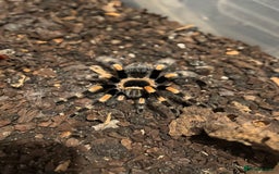 Spiders invertebrates for sale: 5 year old Mexican red knee tarantula  - Image 3