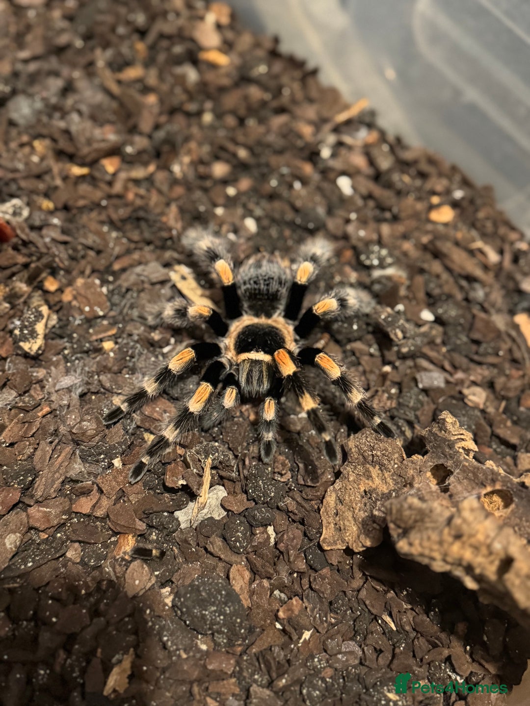 Spiders invertebrates for sale: 5 year old Mexican red knee tarantula  - Image 3