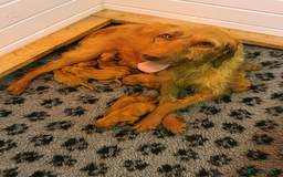 Hungarian Vizsla dogs for sale: KC Hungarian Wirehaired Vizsla Puppies  - Image 1