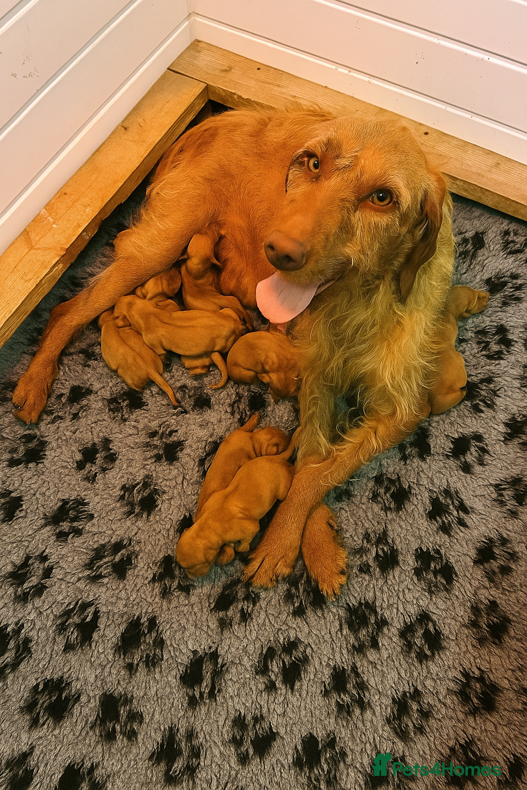 Hungarian Vizsla dogs for sale: KC Hungarian Wirehaired Vizsla Puppies  - Image 1