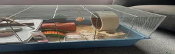 Hamster rodents for sale: Syrian Hamster + Cage and accessories in Sutton Coldfield - Advert 7