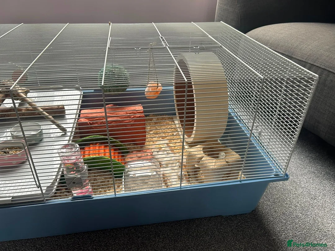 Hamster rodents for sale: Syrian Hamster + Cage and accessories in Sutton Coldfield - Advert 7
