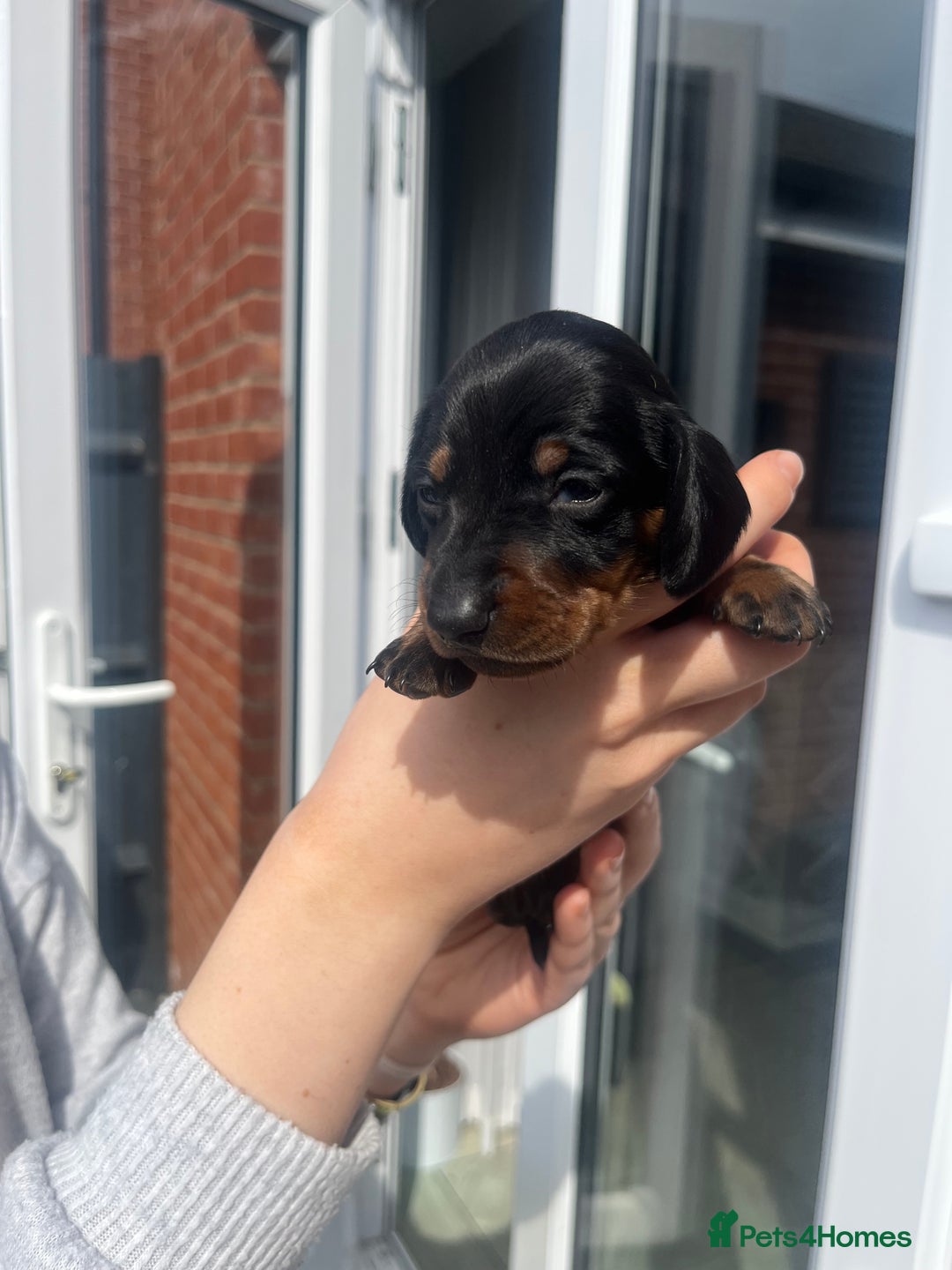 Miniature Dachshund dogs for sale: LAST ONE LEFT Miniature Dachshunds KC Registered in Pershore - Image 9