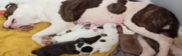 Mixed Breed dogs for sale: Mother and father are family pets  - Advert 8