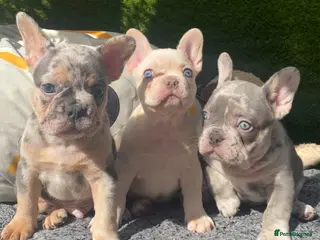 French Bulldog dogs French bulldog puppies - Advert 3
