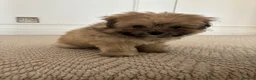 Pomapoo dogs for sale: Miniature Pomeranian sand color  - Advert 12