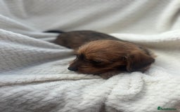 Mixed Breed dogs for sale: Dorkie puppies  - Image 2