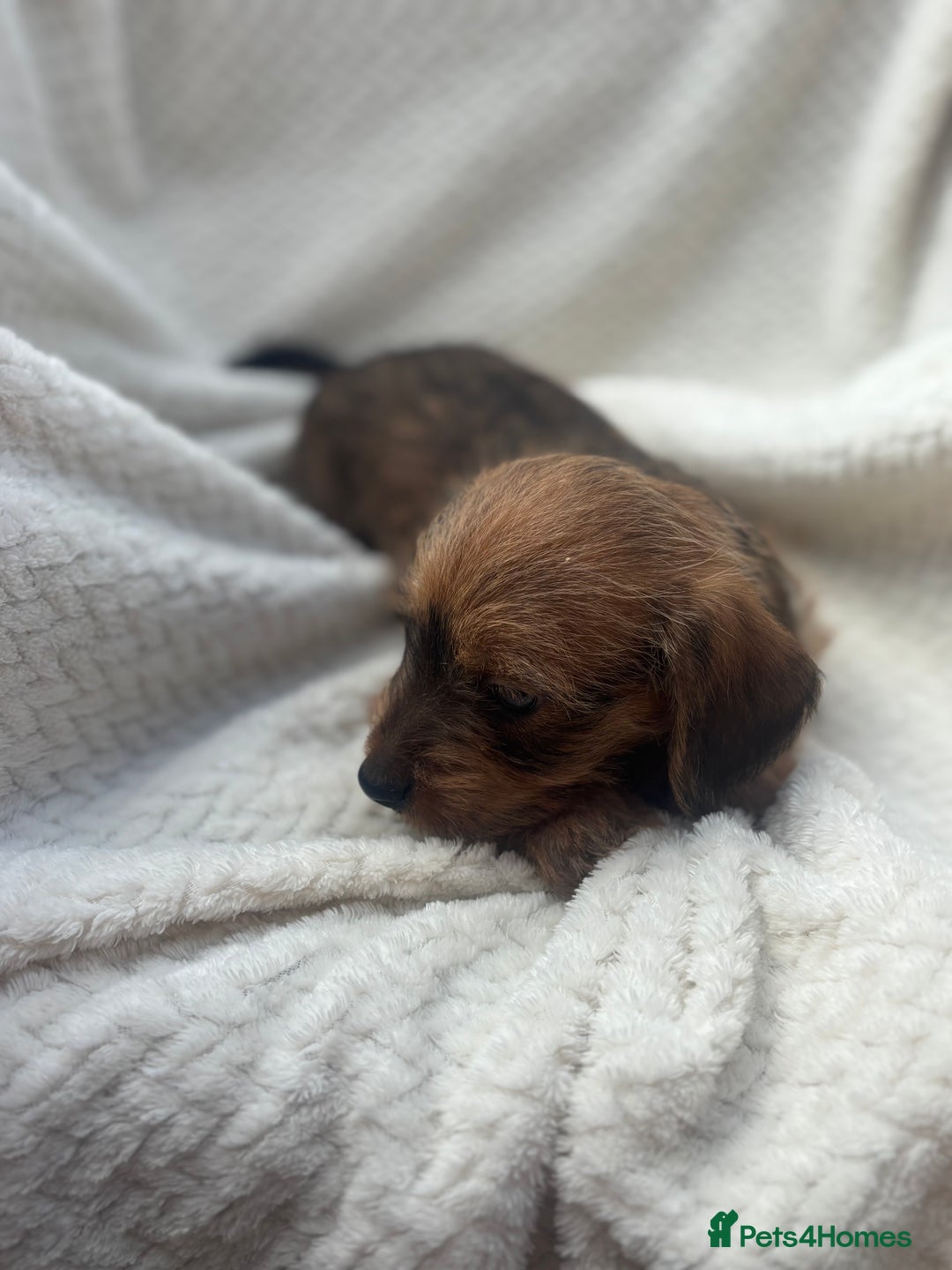 Mixed Breed dogs for sale: Dorkie puppies  - Image 2