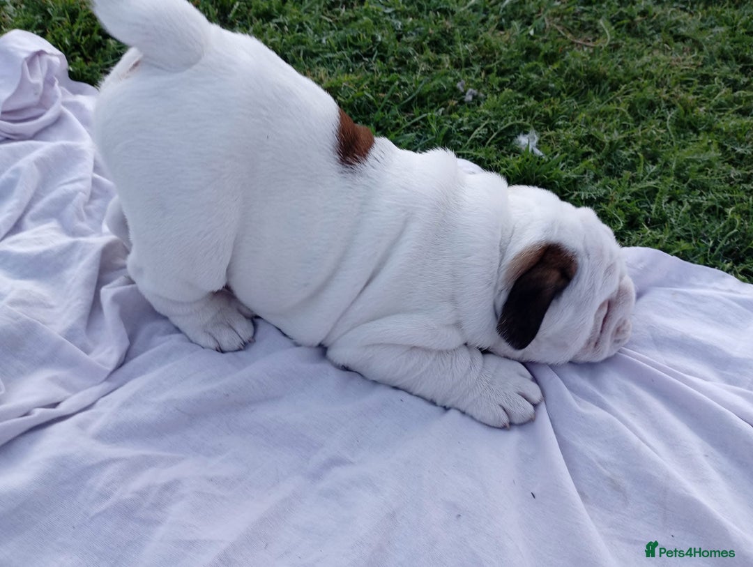 English Bulldog dogs for sale: 😍 Beautiful English bulldog puppies 🐶 ❤️  - Advert 5