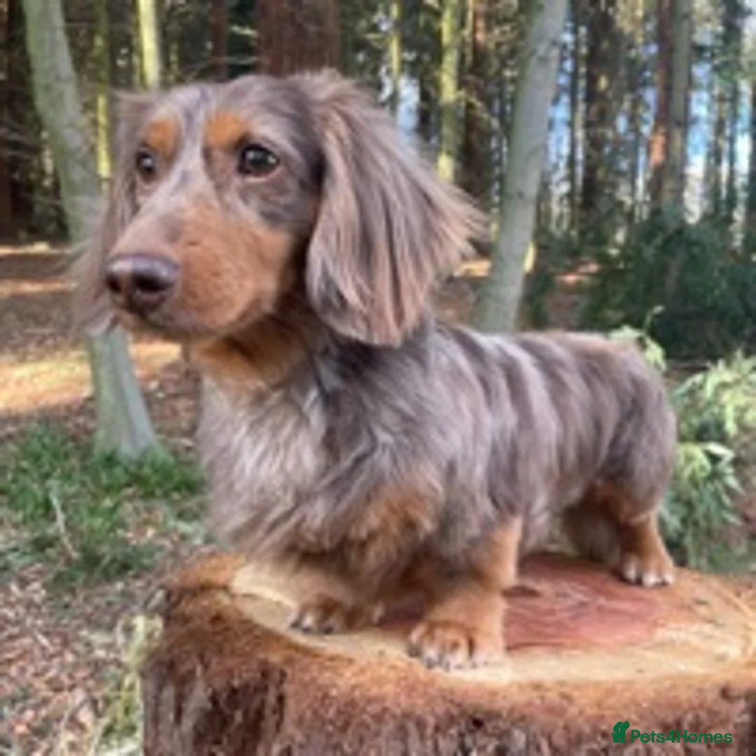Miniature Dachshund dogs for stud: ✨Kc mini long haired dapple✨ 17 champions✨ in Romford - Advert 2