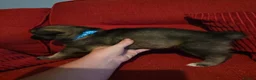 Shepsky dogs for sale: 9 shepsky puppies  - Advert 31