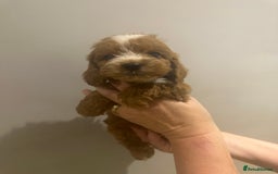 Cockapoo dogs for sale: F1 cockerpoos  - Image 3