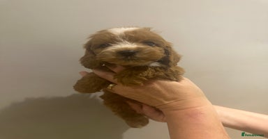 Cockapoo dogs - Advert 2