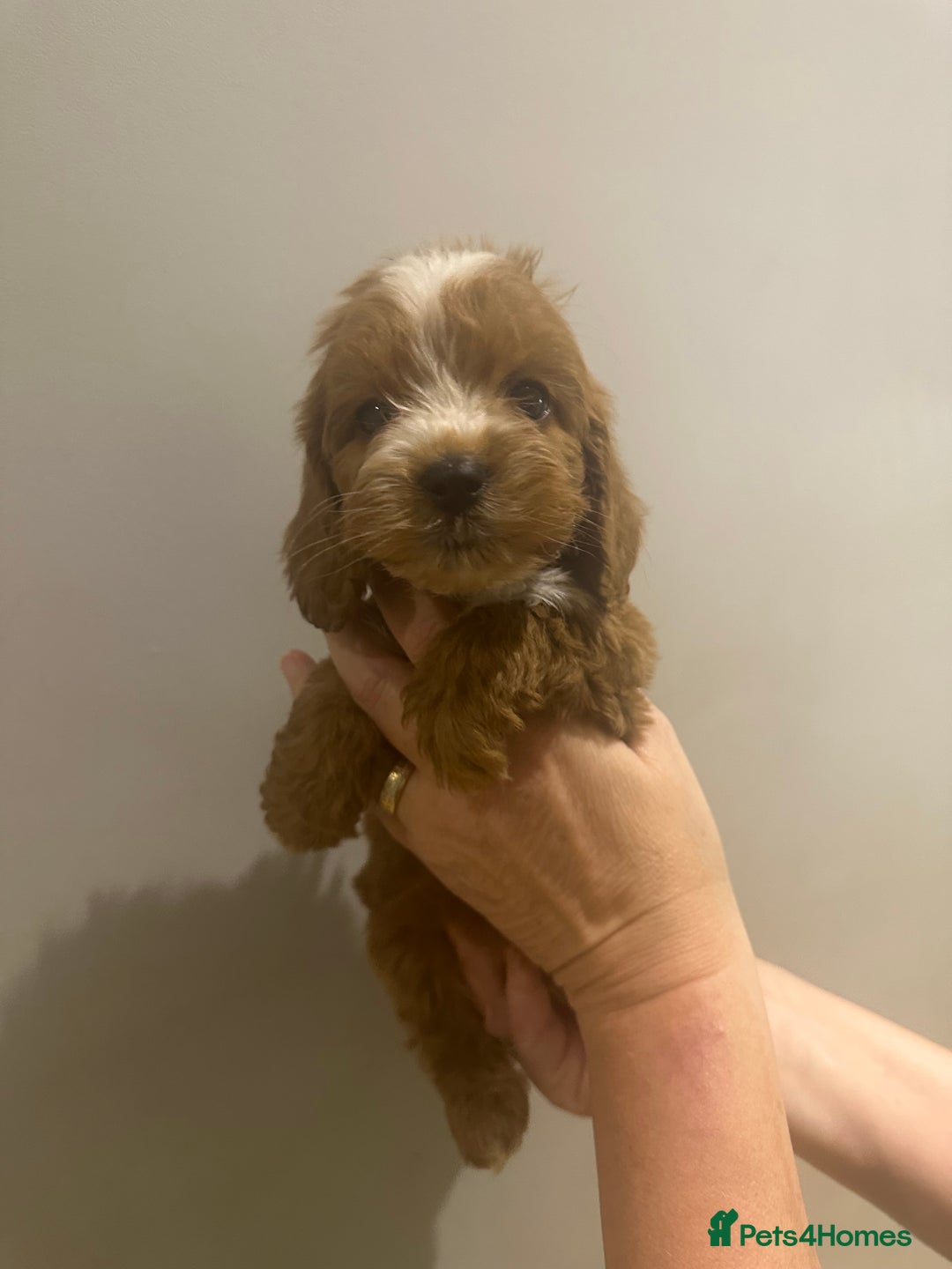 Cockapoo dogs for sale: F1 cockerpoos  - Image 3