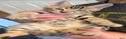 Bengal cats for sale: Beautiful Bengal cross kittens  - Advert 29