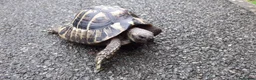 Hermann Tortoise reptiles for sale: Hermann Male tortoise  - Advert 2