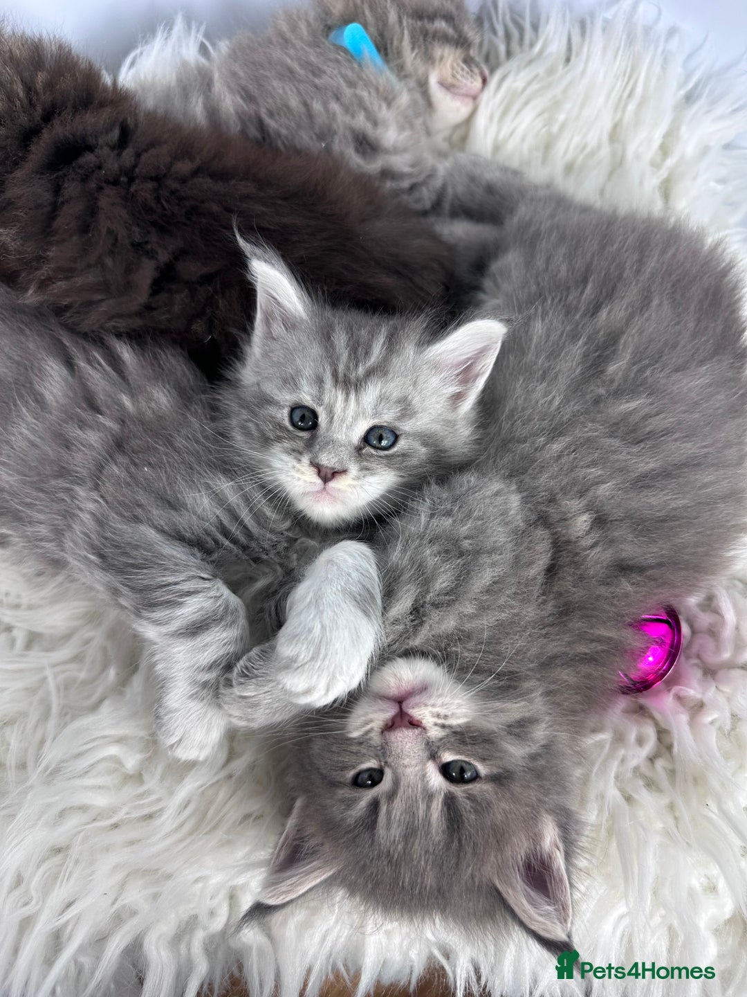 Maine Coon cats for sale: 6 Gorgeous Pure Breed Maine Coon Kittens - Advert 26