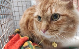 Persian cats for sale: Neutered, Vaccinated Ginger Boy for Forever Home - Image 1