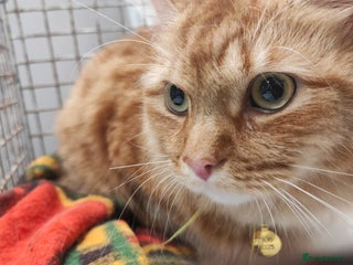 Persian cats for sale - Advert 1