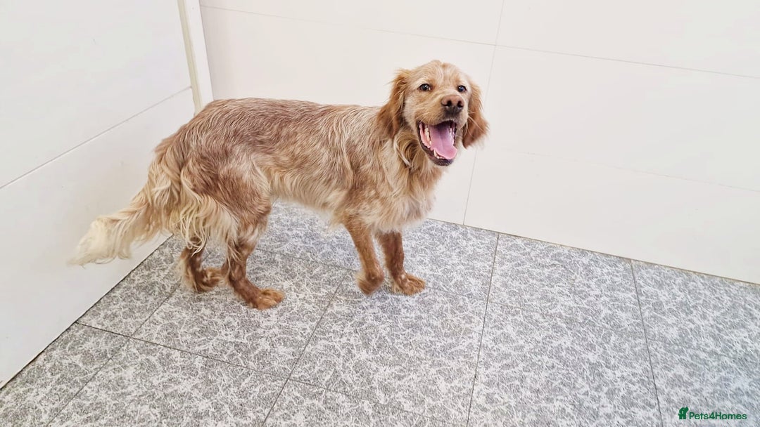 English Setter dogs for adoption: Canelo - Advert 2