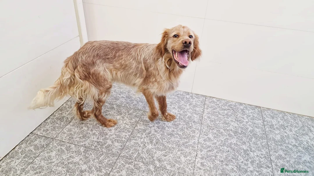 English Setter dogs for adoption: Canelo - Advert 2