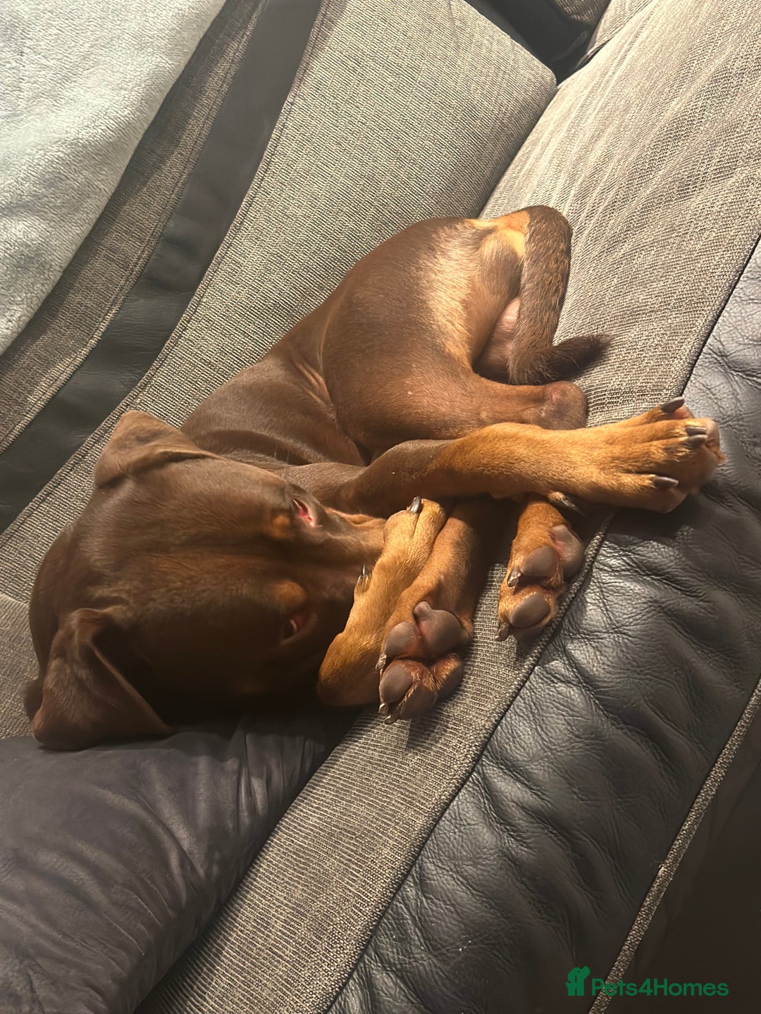 Mixed Breed dogs for sale: Doberman cross staff  - Advert 8