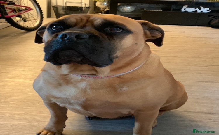 Bullmastiff dogs Beautiful female bullmastiff  - Advert 2