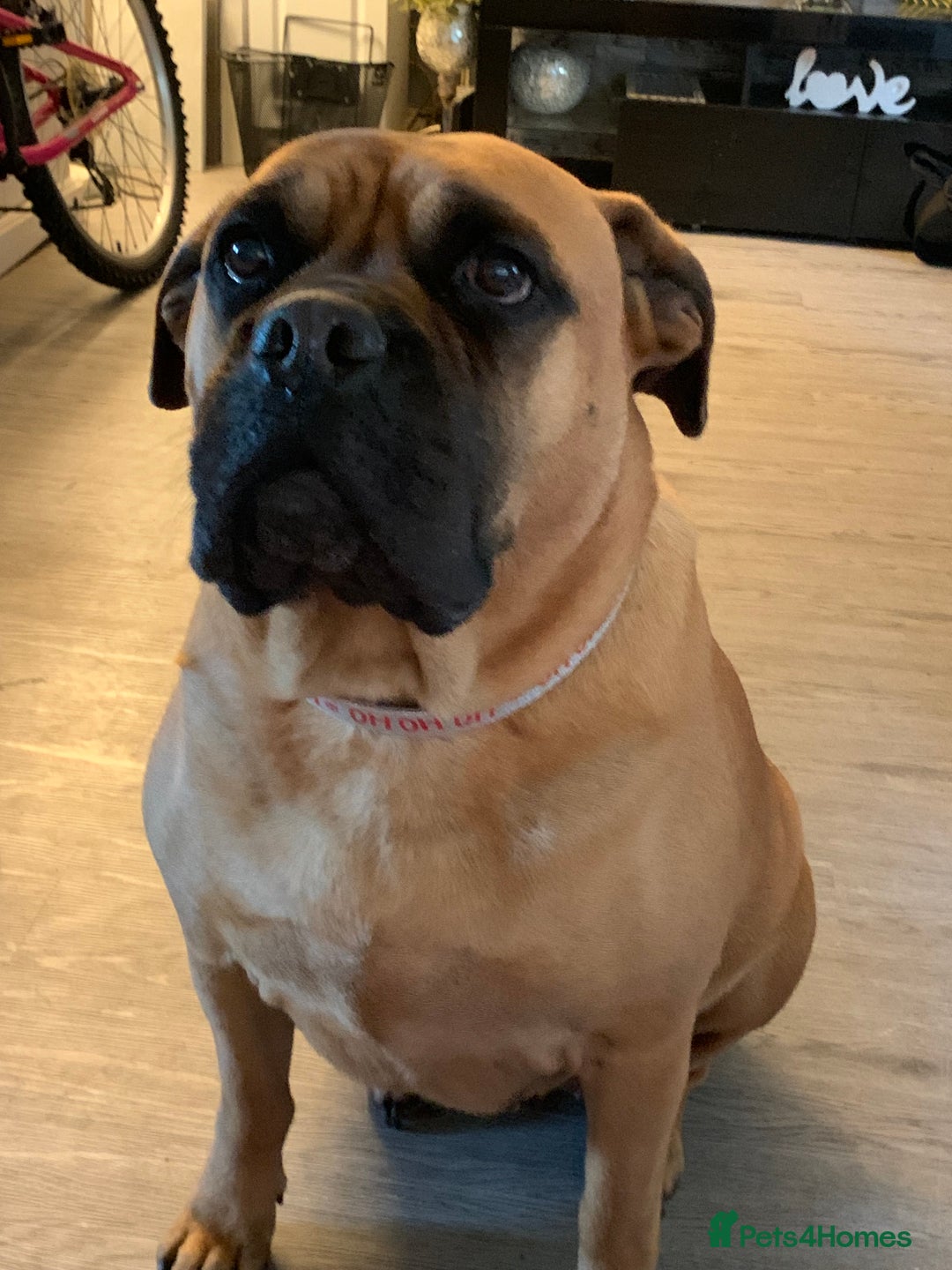 Bullmastiff dogs for sale: Beautiful female bullmastiff  - Advert 1