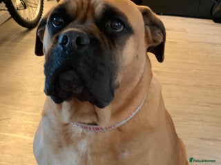 Bullmastiff dogs Beautiful female bullmastiff - Advert 1