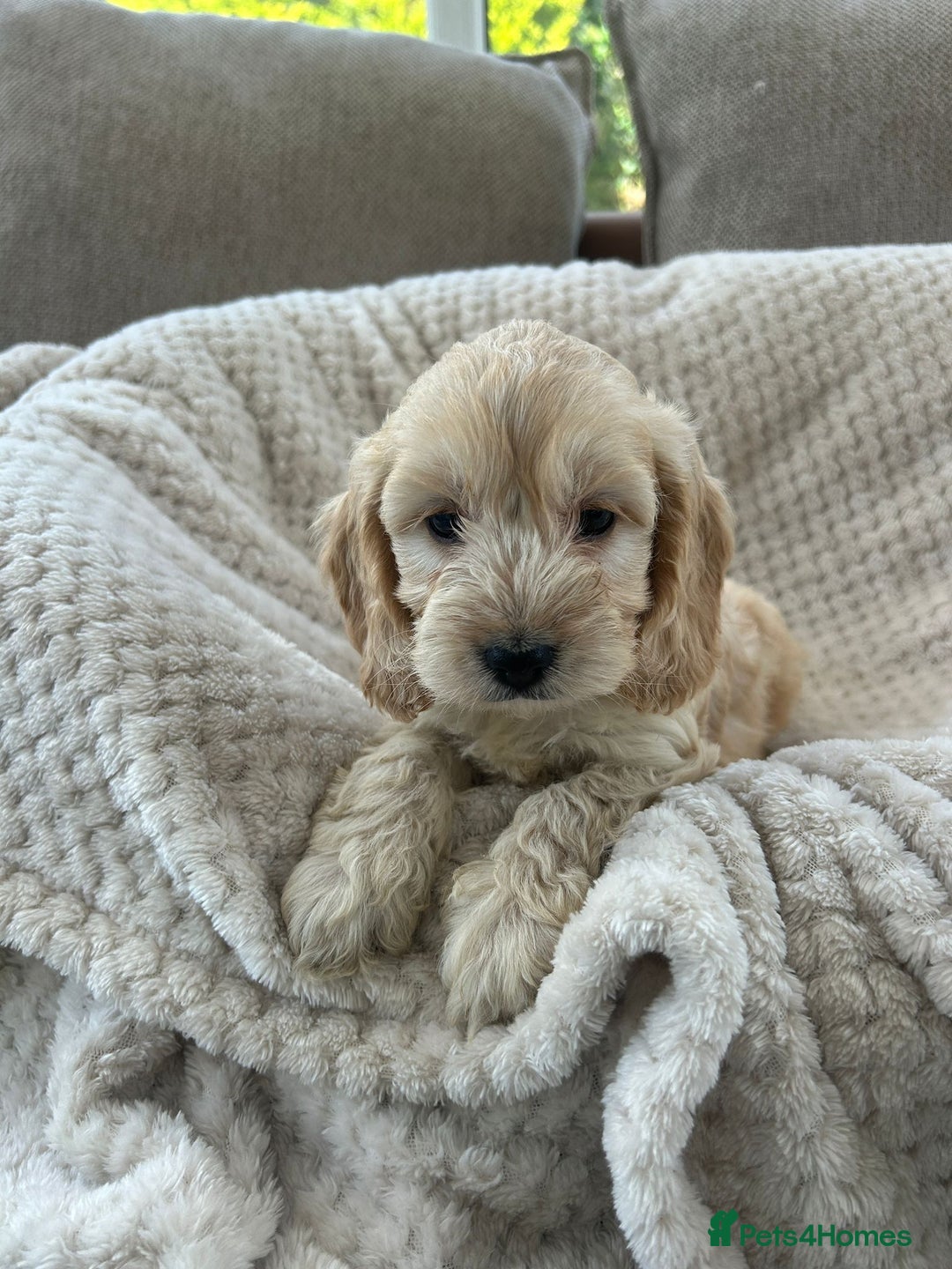 Cockapoo dogs for sale: Adorable F1 cockapoo puppies  - Image 34