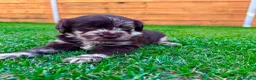 Labradoodle dogs for sale: Beautiful Chocolate Labradoodle Babies 🐾🐾🐾 - Advert 8