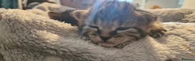 Mixed Breed Kitten 6