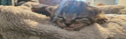 Mixed Breed cats for sale: 7 beauiful kittens looking for a forever home - Advert 10