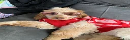 Cocker Spaniel dogs for sale: Looking for forever home for loving Mabel in Sutton - Advert 10