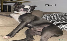 Boston Terrier dogs for sale: Boston Terrier 5* puppies - Image 39