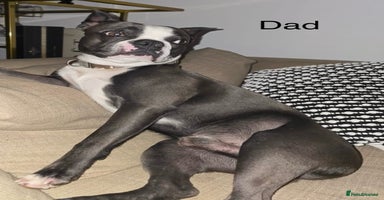 Boston Terrier dogs - Advert 6