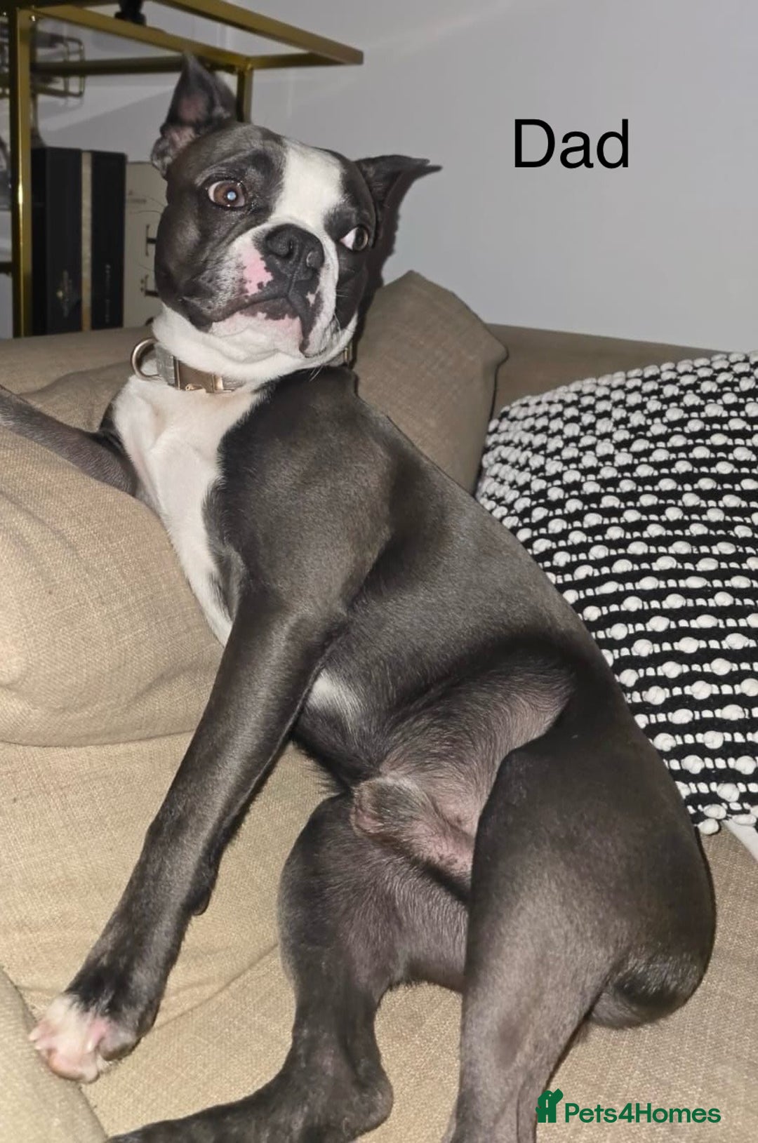 Boston Terrier dogs for sale: Boston Terrier 5* puppies - Image 39