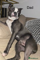 Boston Terrier dogs - Advert 2