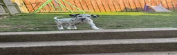 Dalmatian dogs for sale:  KC REGISTERED DALMATIAN PUPS  - Advert 19