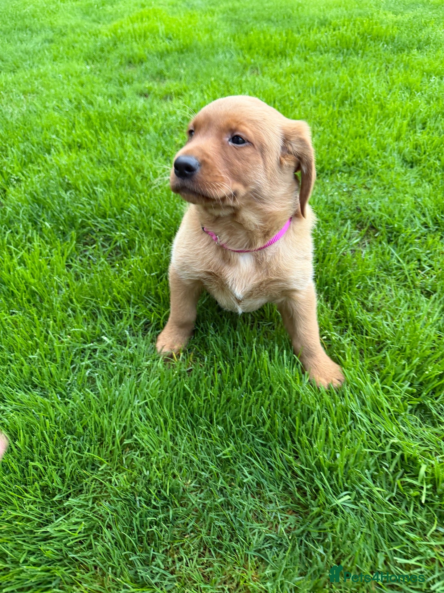 Labrador Retriever dogs Stunning fox Red Labrador pup - Advert 14