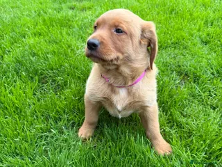 Labrador Retriever dogs Stunning fox Red Labrador pup - Advert 14